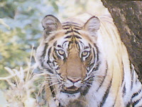 Kanha Tiger1.jpg