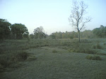 Kanha5 Meadows2.jpg
