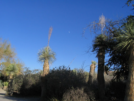 The Living Desert/Palm Desert - moon ...