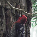 red breasted sapsucker