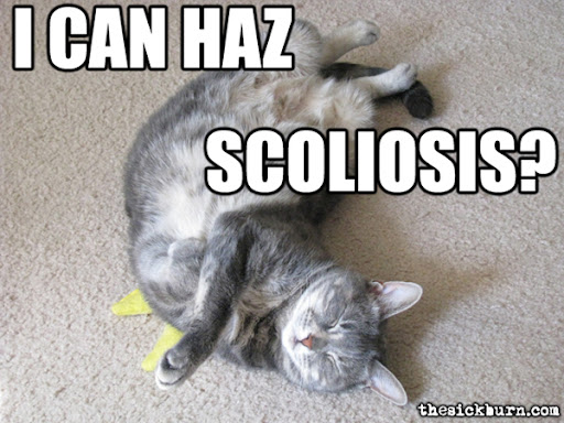 LOLcat Image