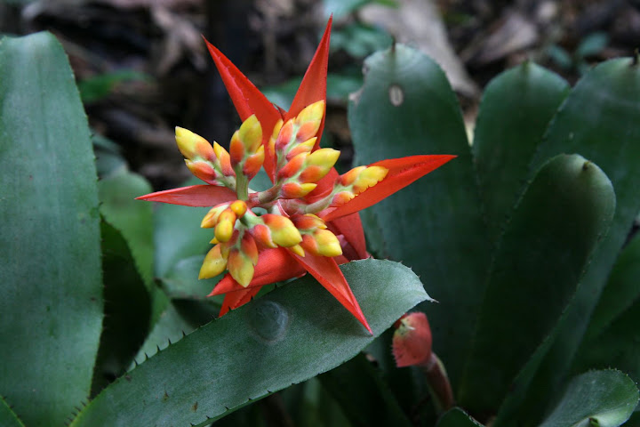 Ветер в кактусах: отчет о поездке Перу - Боливия