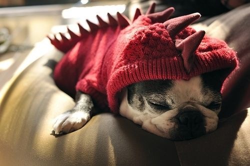 [pet 1[1].jpg]