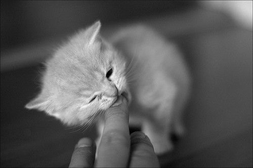[pet 2[1].jpg]