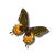 borboleta