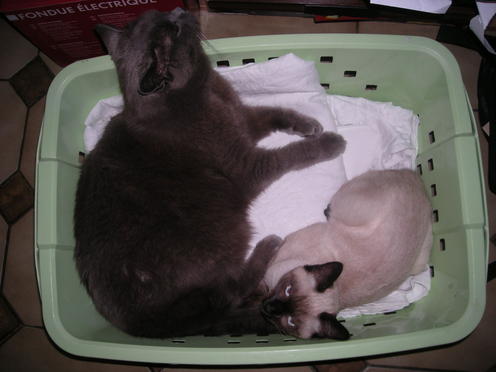 http://lh6.ggpht.com/_Af2NJS5Y8NA/S1I7A5wImQI/AAAAAAAABus/5sLyi8wuouI/DSCN1866.jpg
