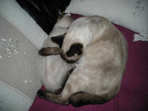 http://lh6.ggpht.com/_Af2NJS5Y8NA/S1I8M1OIJ6I/AAAAAAAAB1o/j0HSa2wA0aI/DSCN2347.jpg