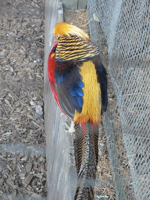 [20 Pheasant 04[2].jpg]