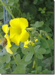 20090306809 (2)
