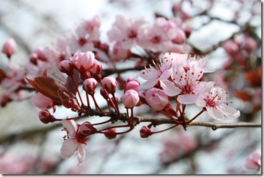 IMG_0096 IMG_0096