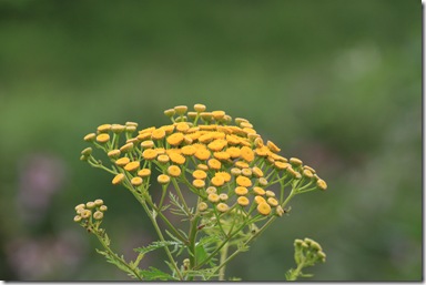 IMG_6645 IMG_6645