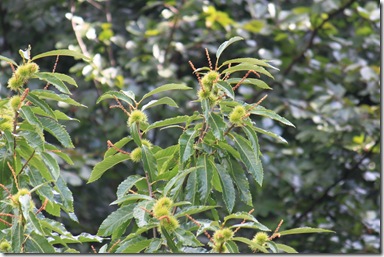 IMG_6657 IMG_6657