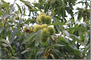 IMG_2651 IMG_2651