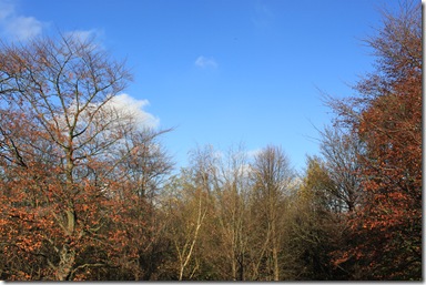 IMG_4781 IMG_4781