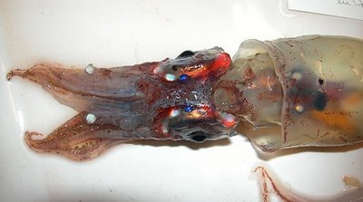 [peixe18[2].jpg]