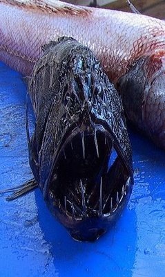 [peixe17[2].jpg]