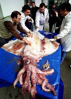[peixe5[2].jpg]