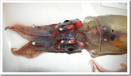 peixe18