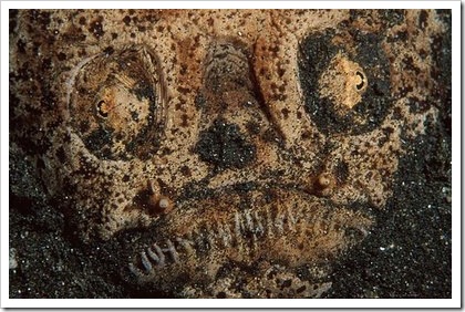 peixe8