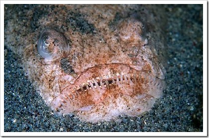 peixe9 peixe9