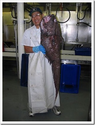 peixe11