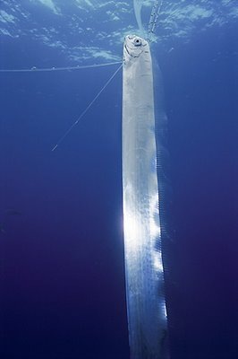 [peixe13[2].jpg]