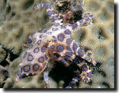 [peixe22[2].jpg]