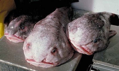[peixe23[2].jpg]