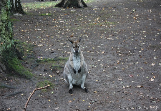 En liten känguru