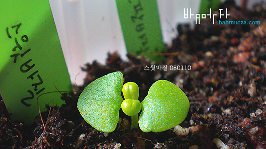 스윗바질 발아