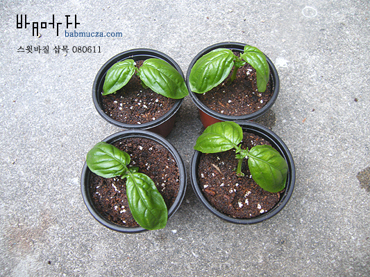 스윗바질 삽목