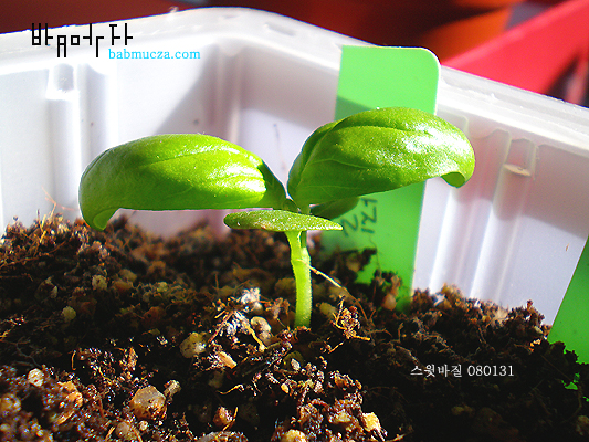 스윗바질 새싹