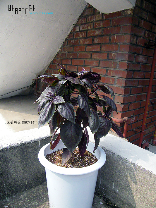 오팔바질