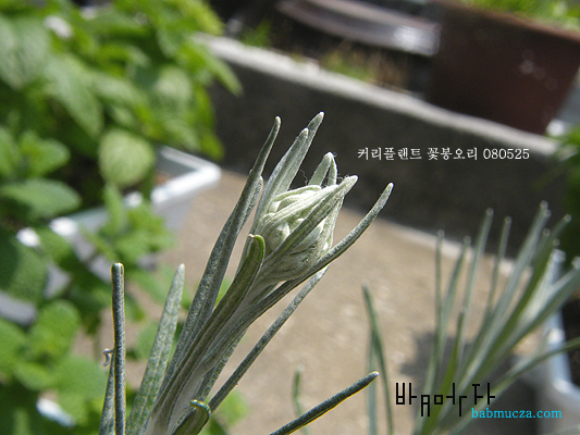 커리플랜트 꽃봉오리