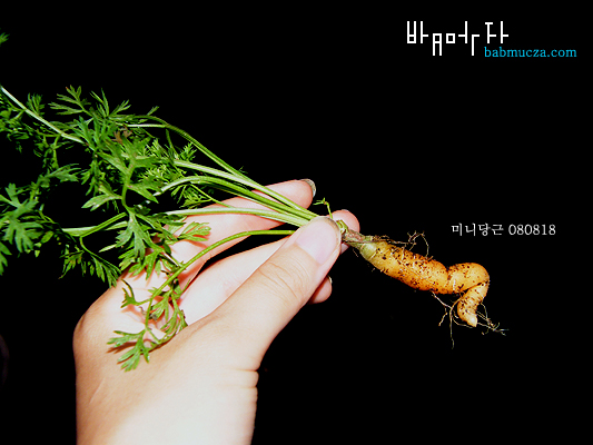 미니당근 수확