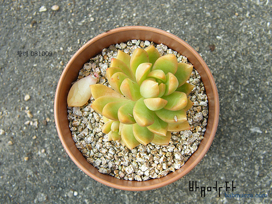 황려