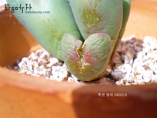 축전 탈피/분할