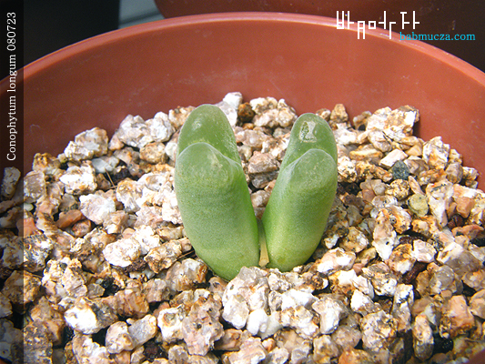 Conophytum longum