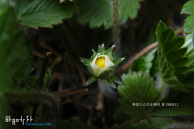 와일드스트로베리 꽃