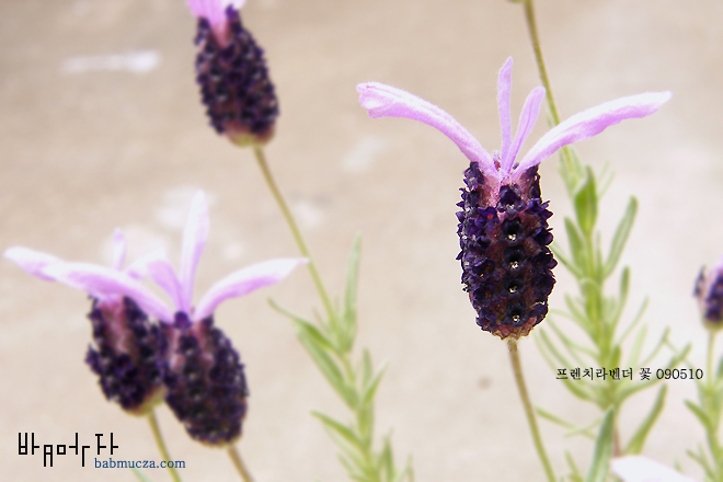 프렌치 라벤더 꽃