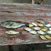 DSCF1613.JPG
