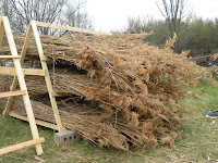Reeds for the entry roof, Ontario's first thatch roof.
MVG©