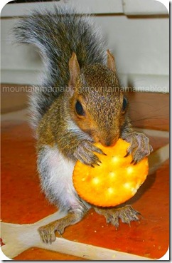 squirrel 10