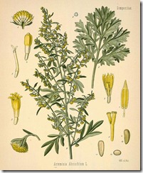 artemisia-absinthium