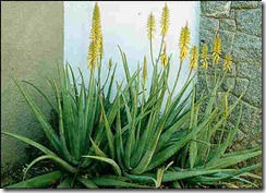 aloe_vera_babosa