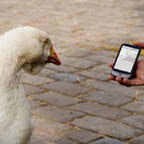 goose.jpg