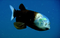 fish-transparent-head.jpg