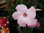 CIMG0059.jpg