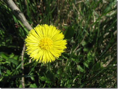 tussilago