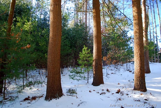 [Snow trees[7].jpg]